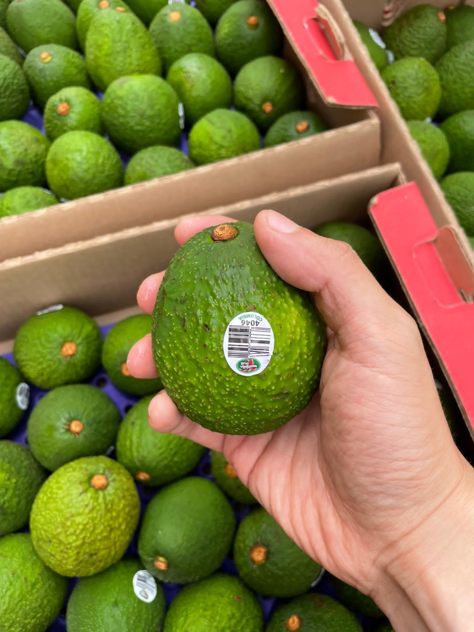 AGUACATES DE COLOMBIA PARA EL MUNDO: