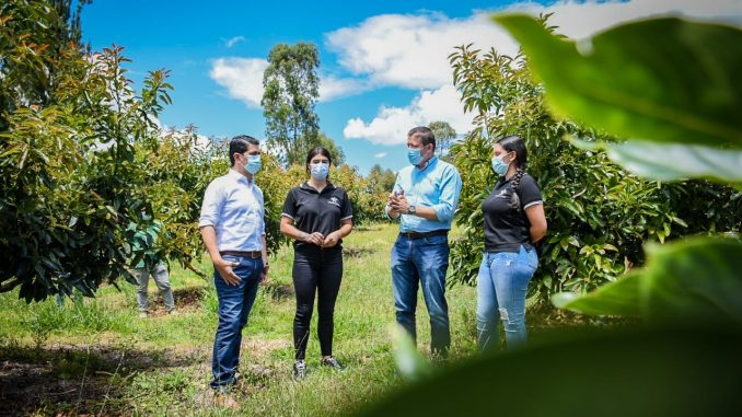 ESTUDIANTES DE ABEJORRAL SE FORMAN PARA LA PRODUCCIÓN Y CERTIFICACIÓN DEL CULTIVO DE AGUACATE: