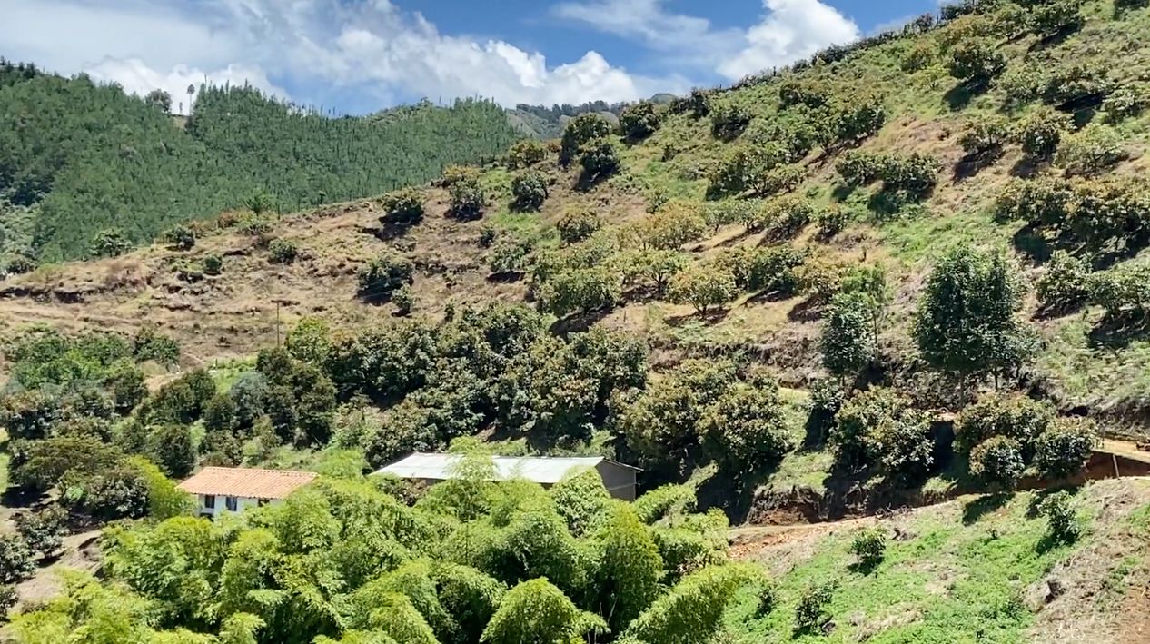 PRODUCTORES AGRÍCOLAS DE LA CEJA RECIBEN HASTA 150 TONELADAS DE ABONO AL MES: